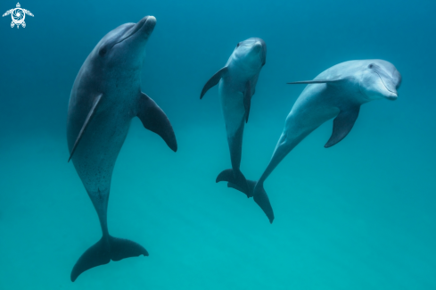 A Tursiops Aduncus | Bottlenose dolphin