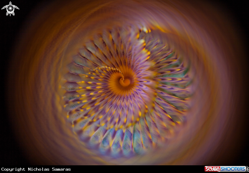 Spirograph Swirl