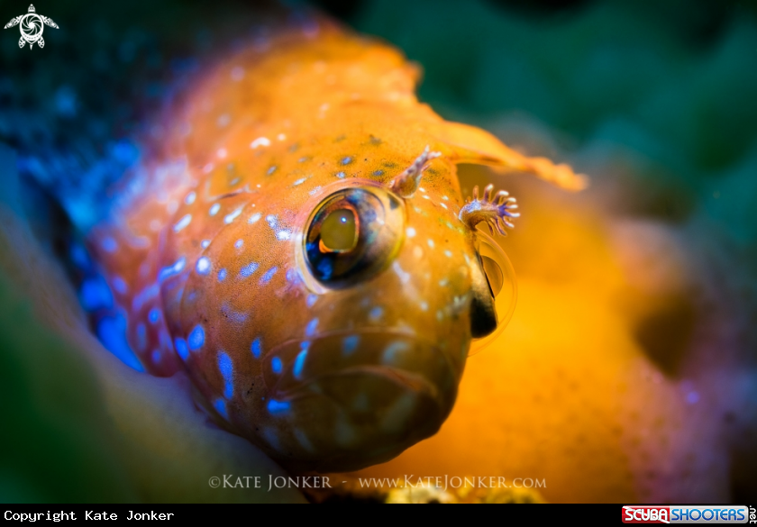 A Speckled Klipfish