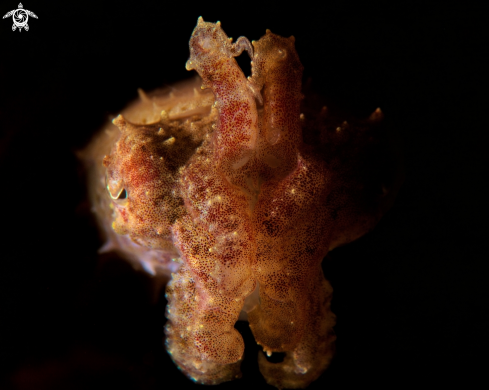 A Pygmy Cuttlefish