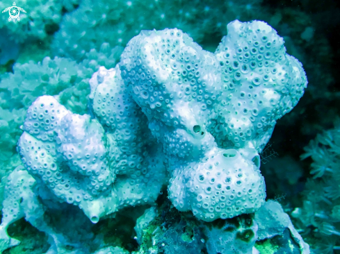 A Porifera | porifera