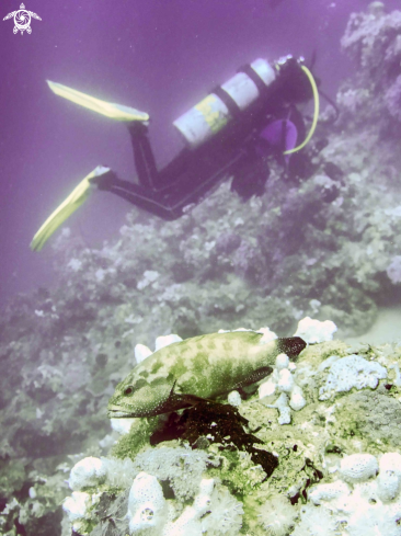 A Epinephelinae | grouperfish