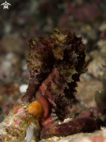 A Spotted Seahorse