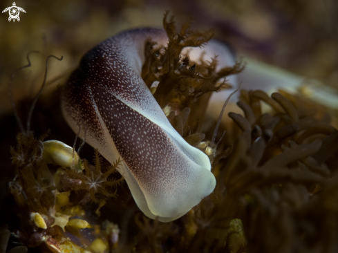 A Chelidonura amoena | Sea slug
