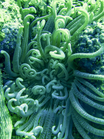 A Anthopleura michaelseni | long tentacles anemone