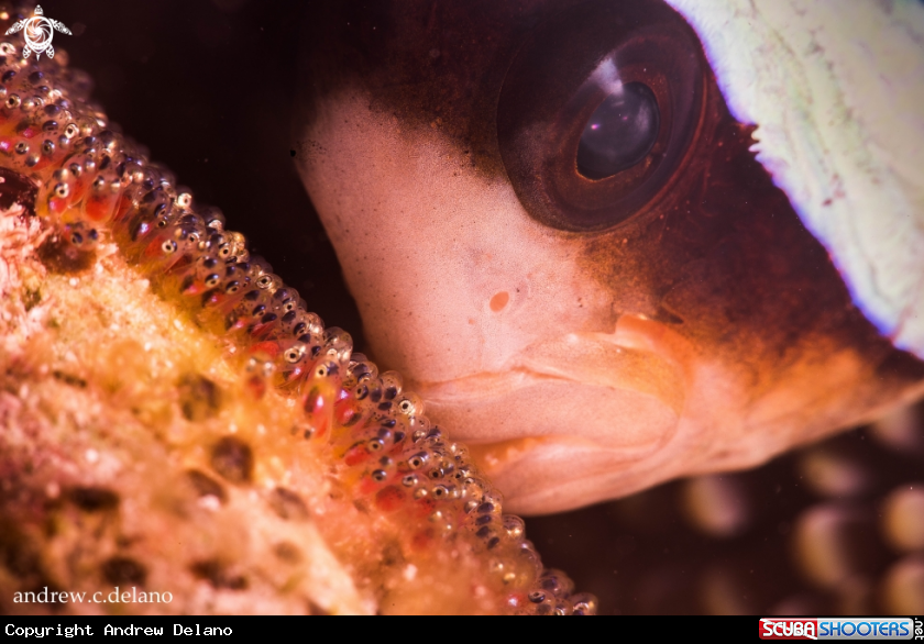 A Tomato Clownfish Tends to its Eggs