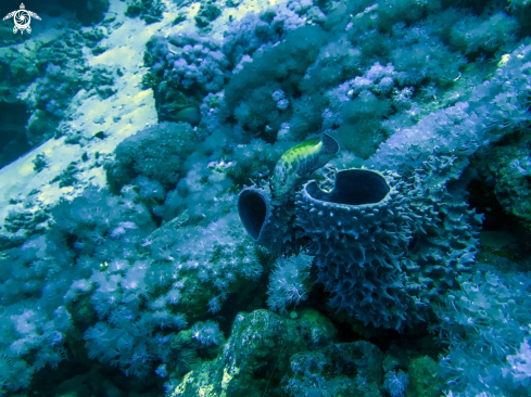 A Epinephelinae | grouperfish
