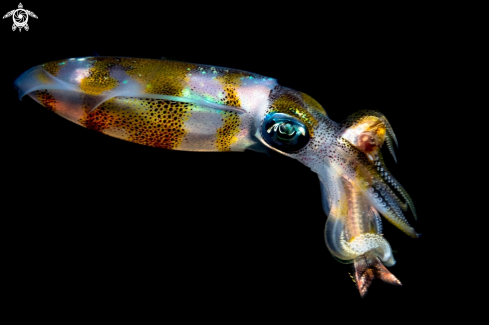A Bigfin squid