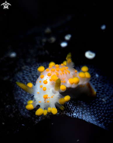 A Limacia Clavigera  | Nudibranch