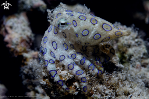 A Hapalochlaena lunulata, Blue ring octopus | Bluering Octopus