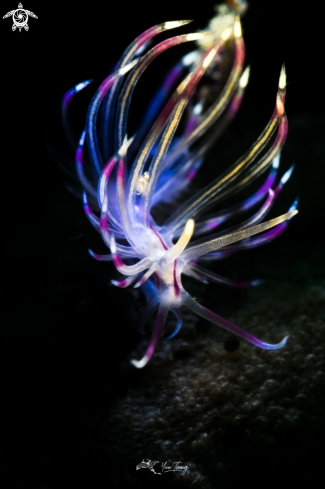 A Flabellina Angelvaldesi | Nudibranch