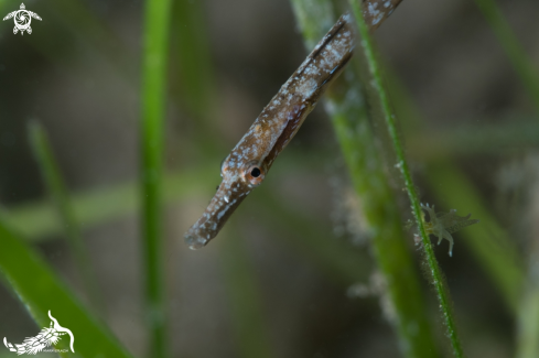 A Syngnathus typhle | Pipefish