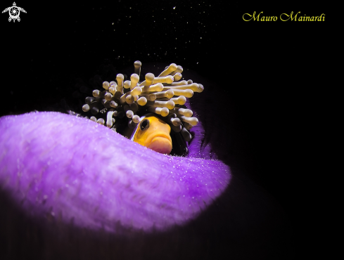 A Clownfish and anemone