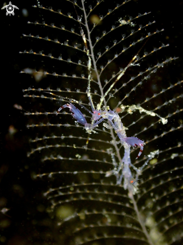 A Caprella SP | Skeleton shrimp