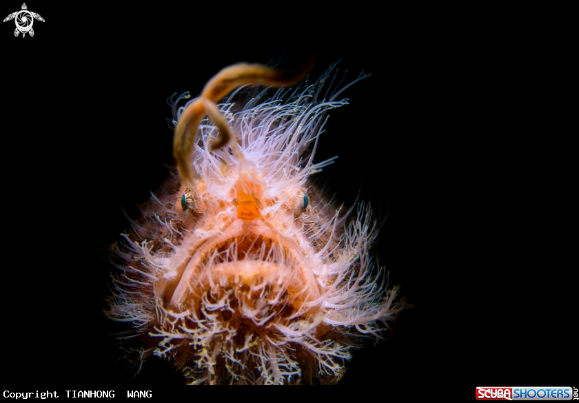 A hairy frogfish