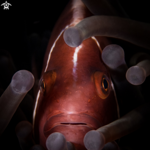 A Amphiprion perideraion | Pink Clownfish