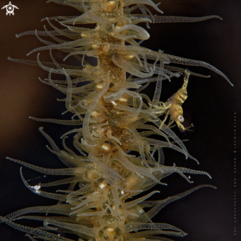 A Pontonides unciger | Wire Coral Shrimp