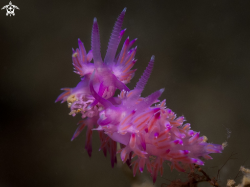 A Flabellina Affinis | Nudibranch