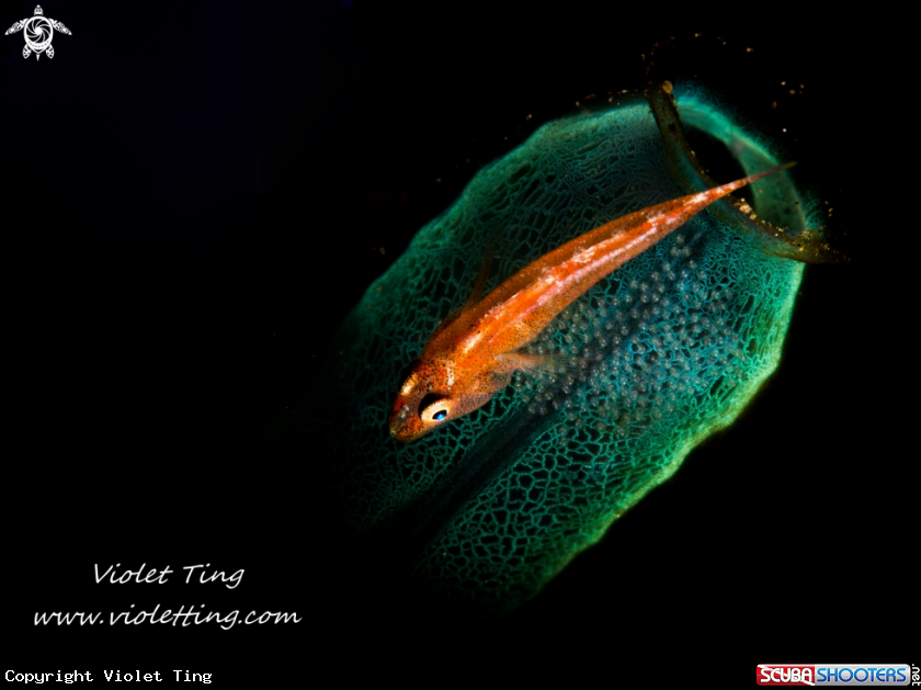 A Tunicate goby with eggs