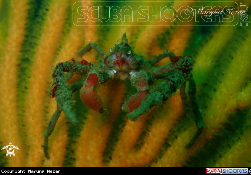 A Hot Lips Spider Crab