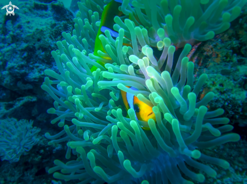 A Amphiprioninae | anemone fish