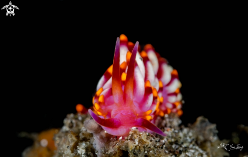 A Cuthona Sibogae | Nudibranch