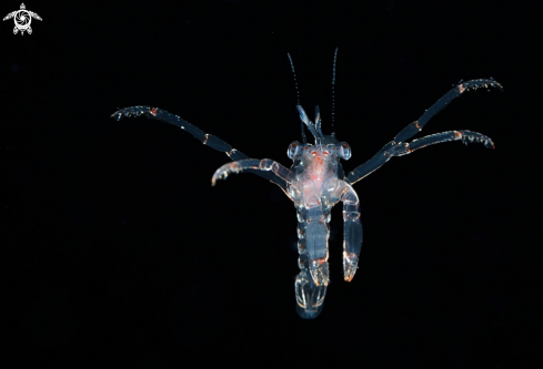 A Larval Lobster