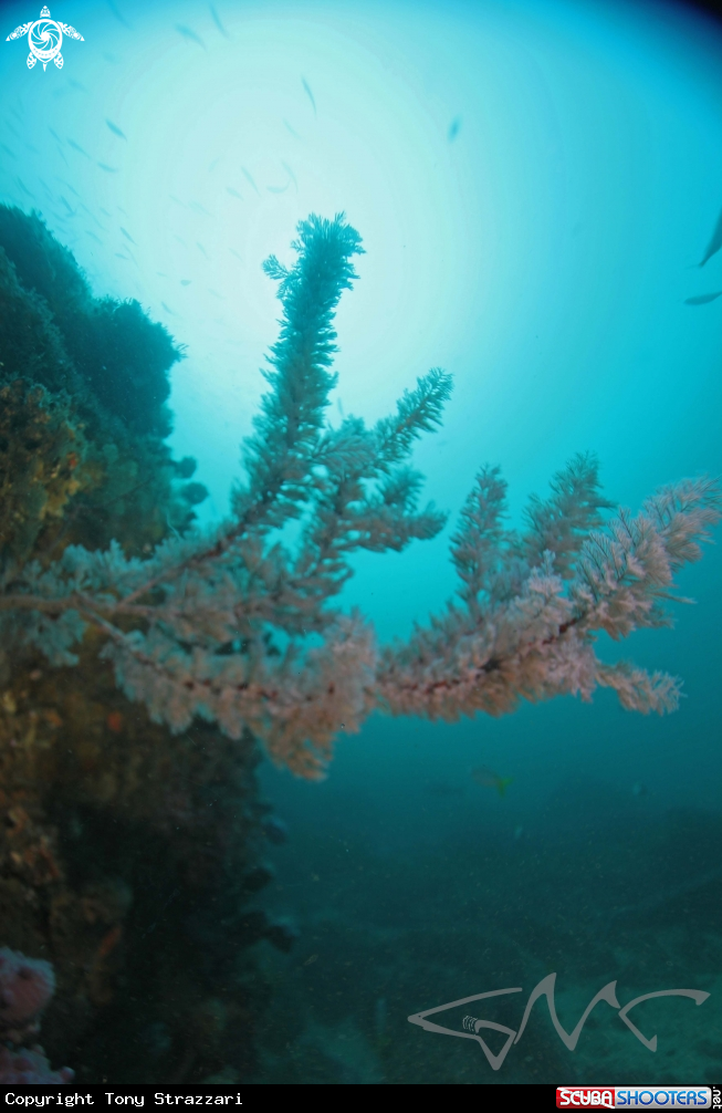 Black coral at 35 metres