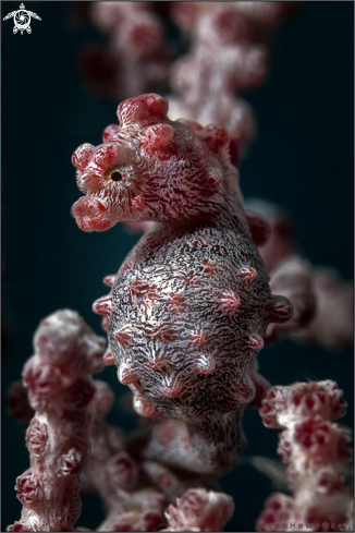 A Hippocampus bargibanti | Pygmi- Seahorse