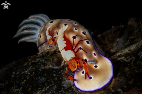 A Zenopontonia Rex + Hypselodoris Tryoni | Emperor shrimp on a nudibranch