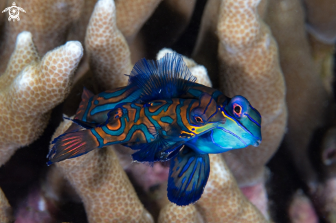 A Mandarin Fish