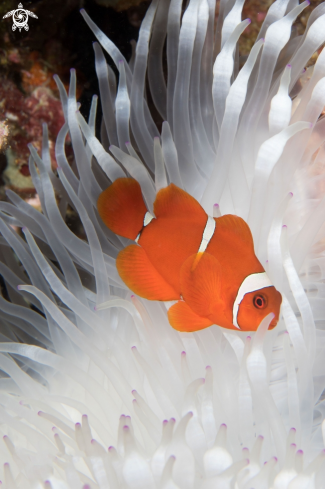 A Premnas biaculeatus | Spinecheek anemonefish