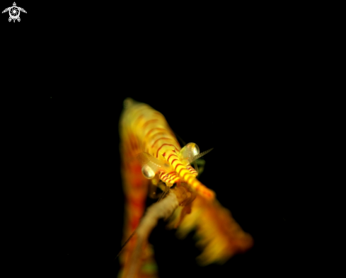 A Tozouma shrimp