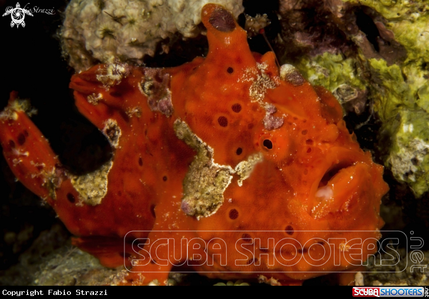 RED FROGFISH