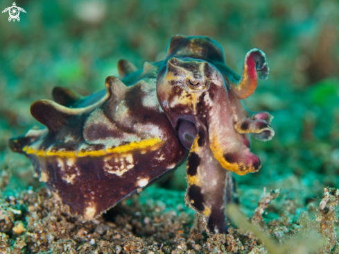 A flamboyand cuttlefish