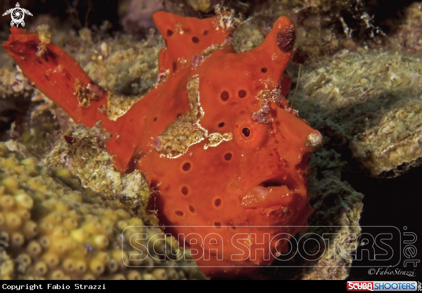 RED FROG FISH 