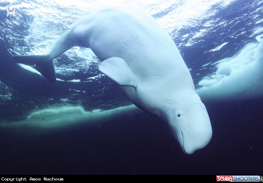 White Whale