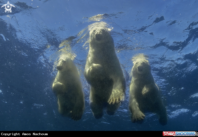 Group Swim