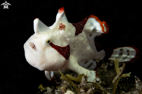 A Clown frogfish
