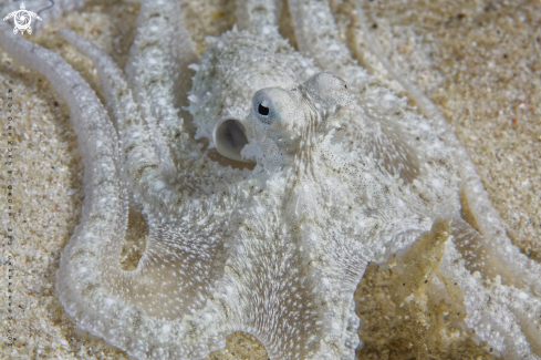 A Octopus defilippi | Logarm Octopus