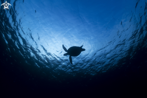 A Green sea turtle