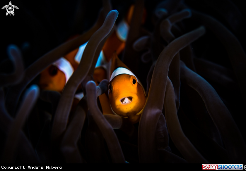 A Common Clownfish