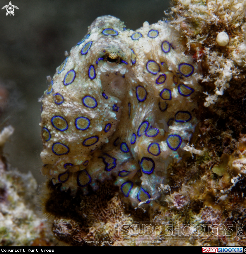 A Blue ring Octopus
