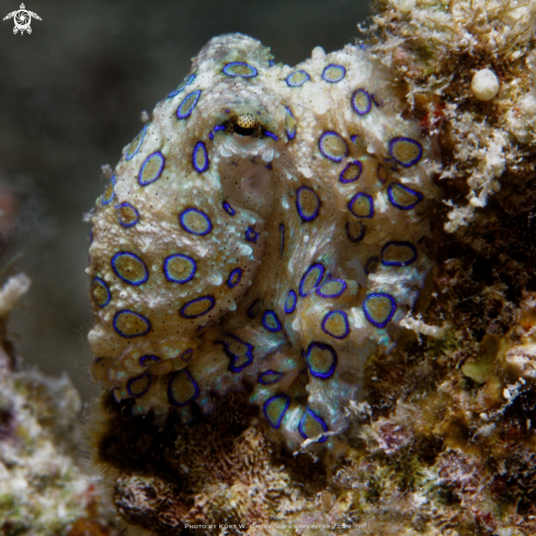 A Hapalochlaena lunulata, Blue ring octopus | Blue ring Octopus