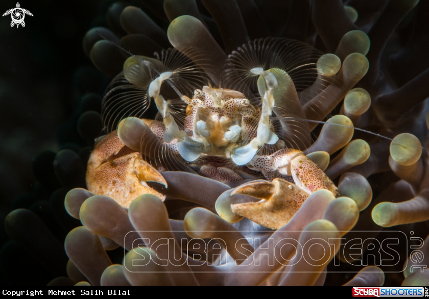 A Porcelein crab