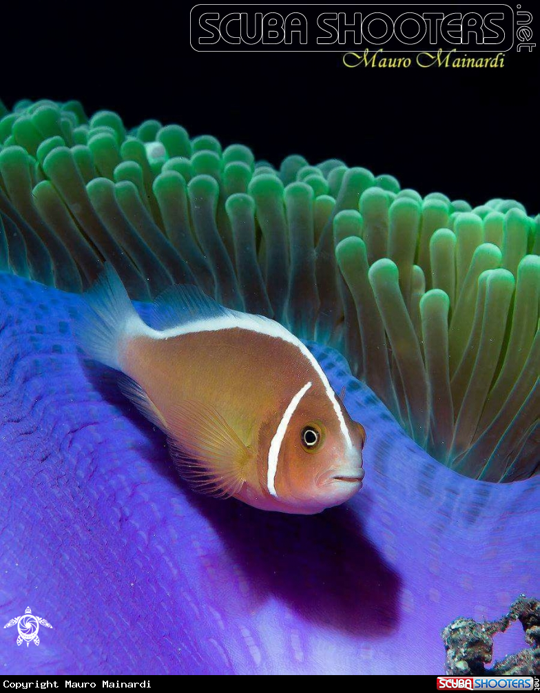 Nemo in purple