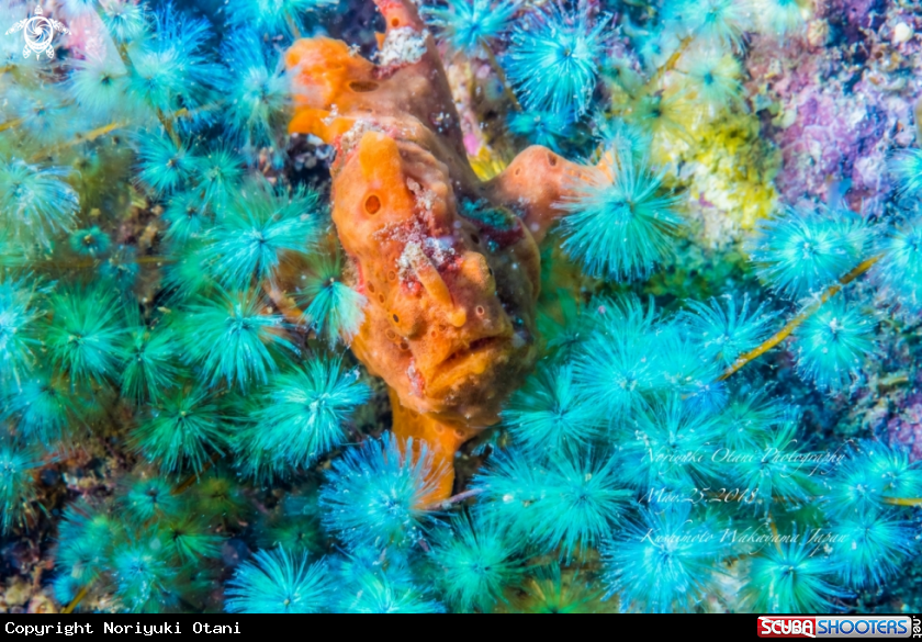 A Painted frogfish and the colony of beautiful brown algae 