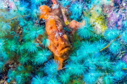 A Antennarius pictus  Shaw, 1794 and Sporochnus radiciformis  R.Brown ex Turner  C.Agardh, 1817) | Painted frogfish and the colony of beautiful brown algae 