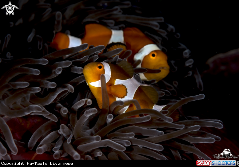 Clownfish buddies
