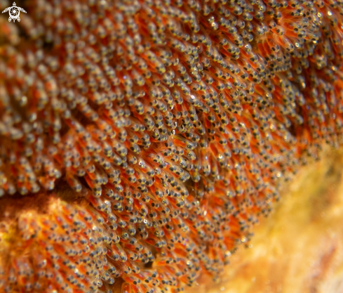 A Red Sea Anemone fish eggs